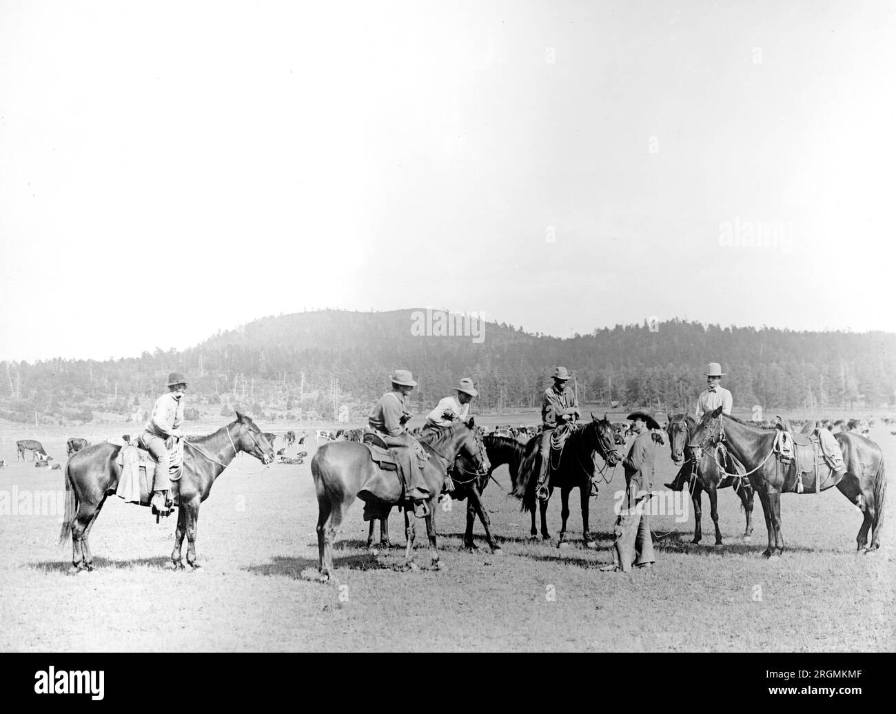 Cowboys with the U.S. Forest Service preparing for a round up ca. 1920