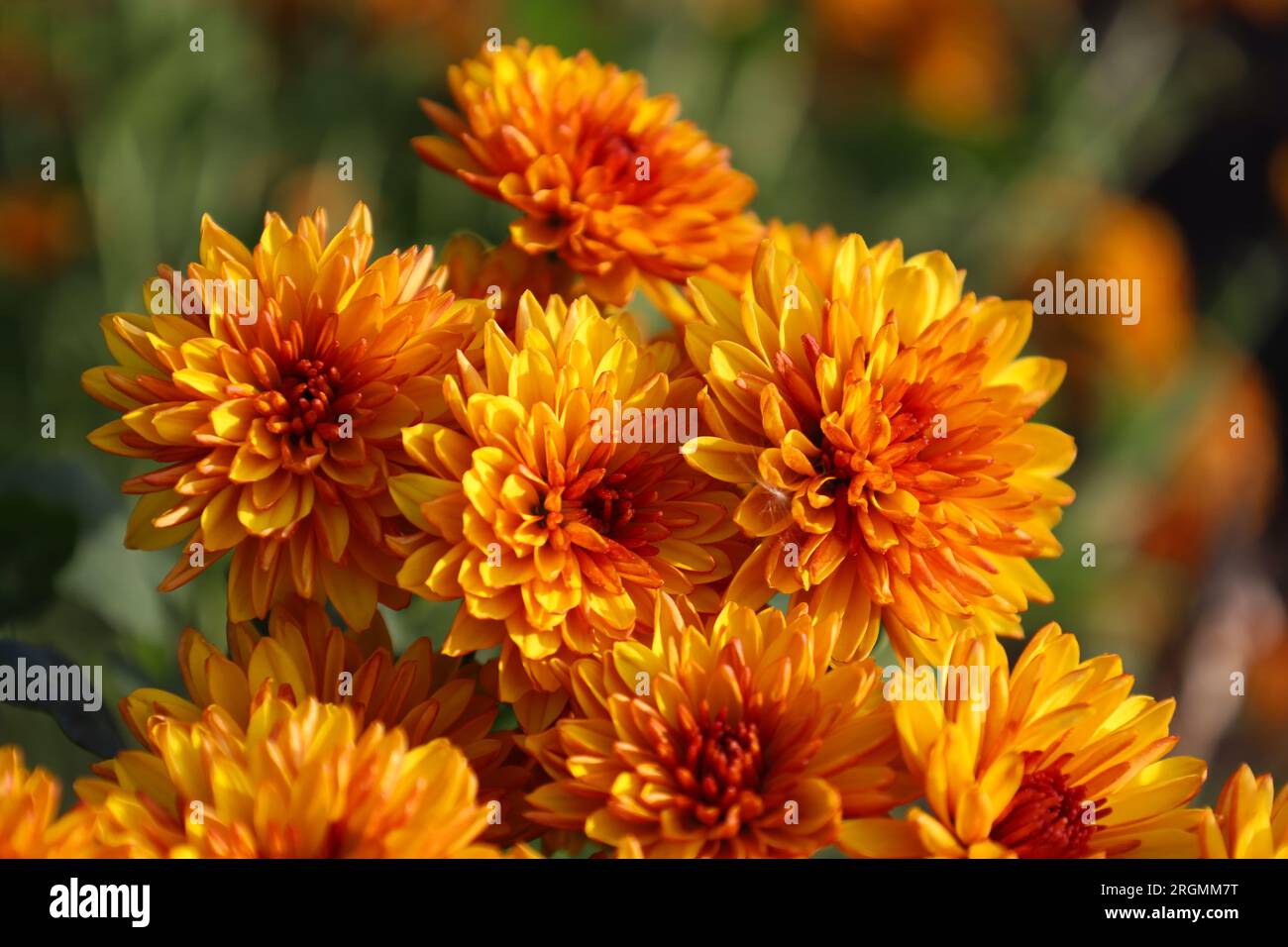 Blossom of orange bright chrysanthemums in autumn. Mums or chrysanths from the Asteraceae family. Fall background for a beautiful greeting card. The Stock Photo