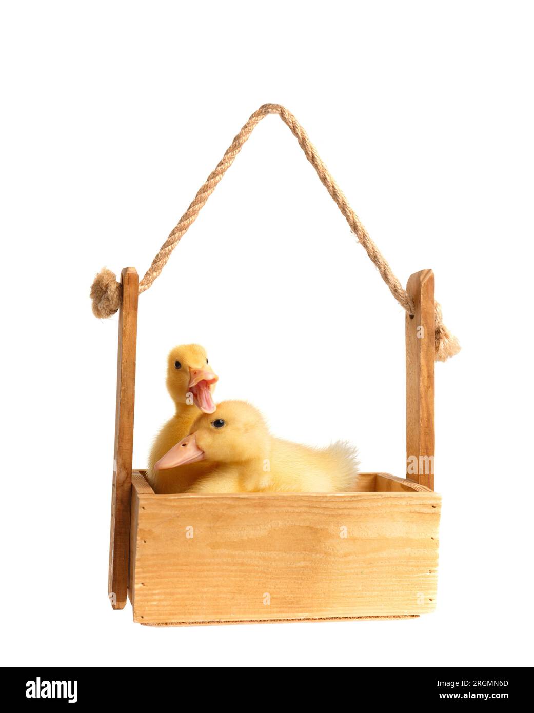 Cute funny little ducklings are sitting in a wooden box on a white background. Young growth of a poultry. Stock Photo
