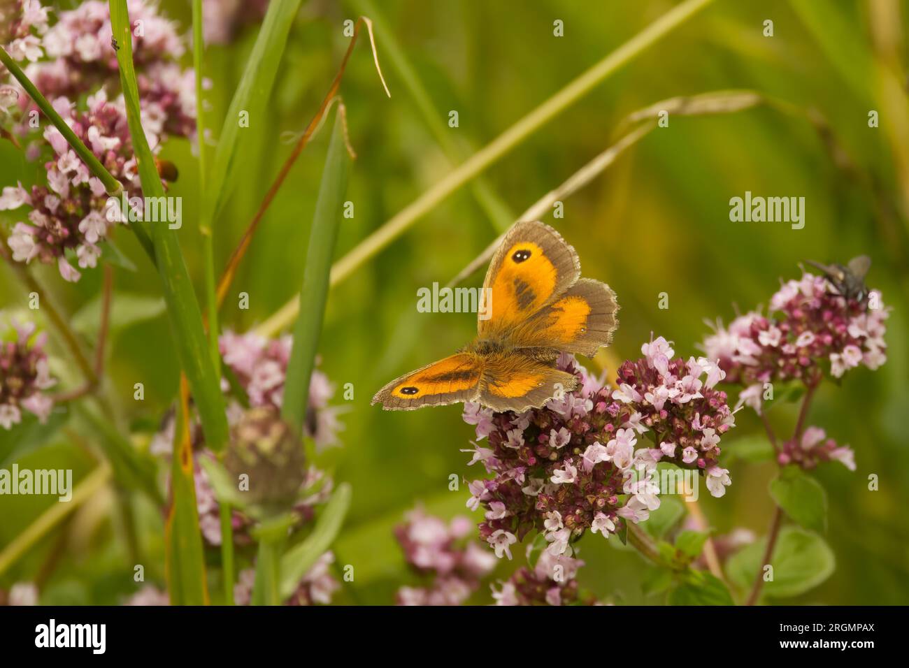 Gatekeeper, or Hedge Brown butterfly (Pyronia tithonus), Stock Photo