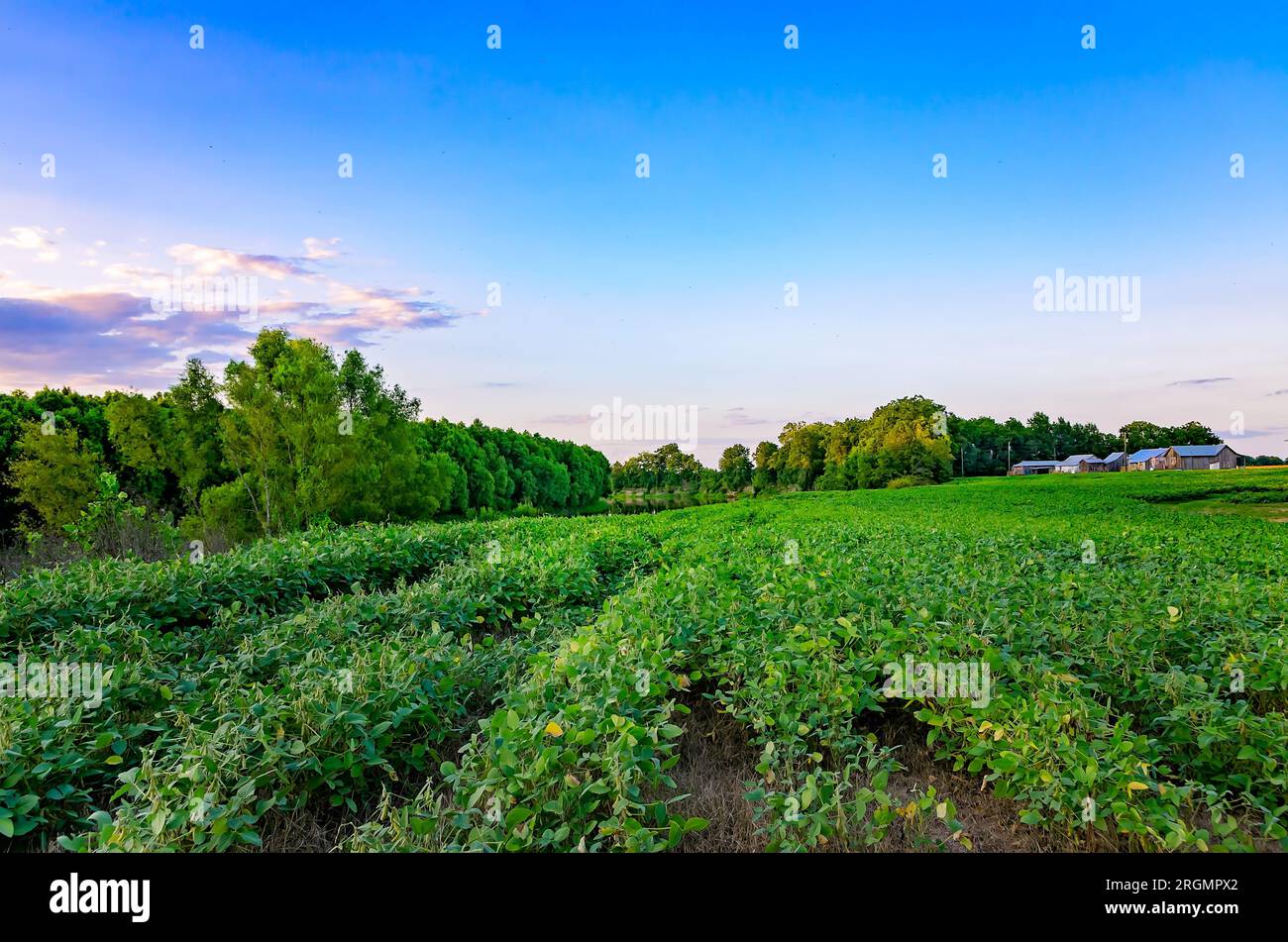 Soybeans (Glycine max) grow in a field along the Little Tallahatchee River, Aug. 19, 2013, in Greenwood, Mississippi. Stock Photo