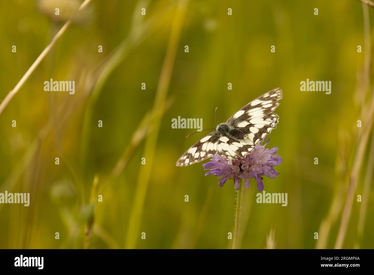 Marbled white butterfly feeding on field scabious flower Stock Photo