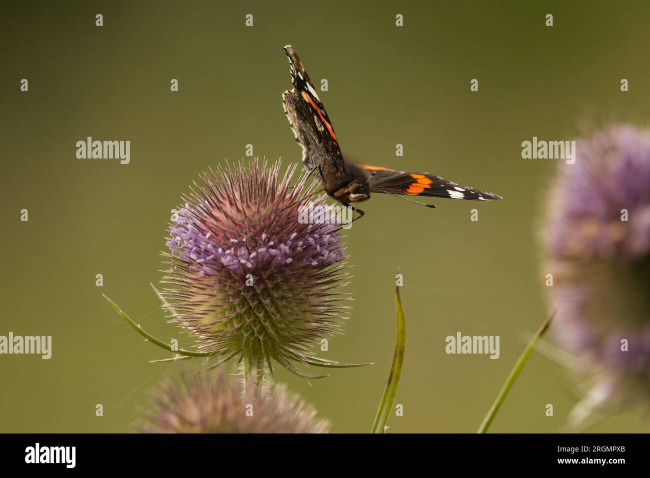 Red admiral feeding on teasel Stock Photo