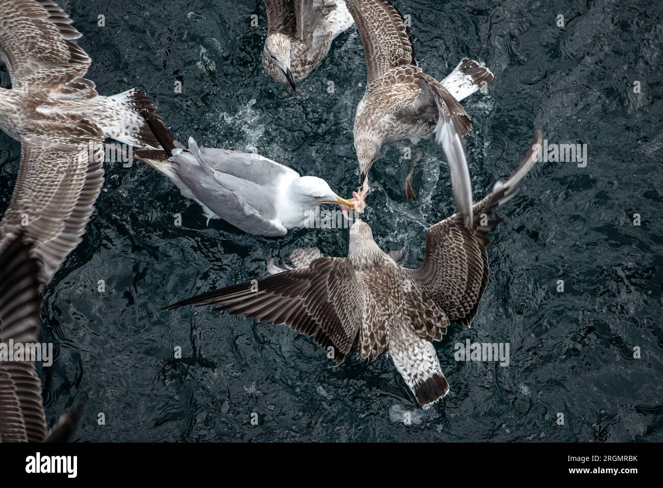 Three seagulls struggle to grab the food thrown from the city lines