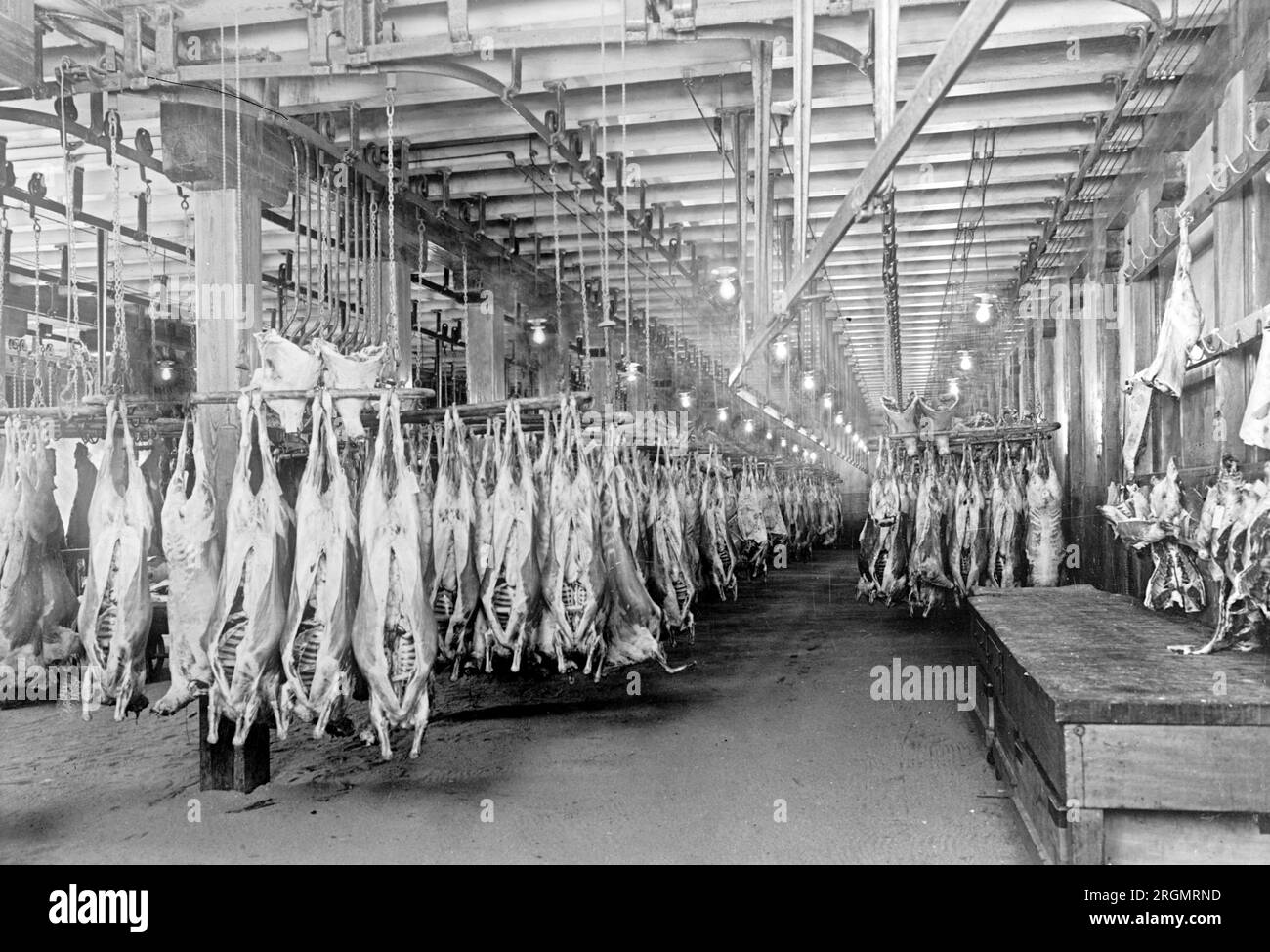 Mutton hanging in cold storage in a refrigerated warehouse ca. 1916-1917 Stock Photo