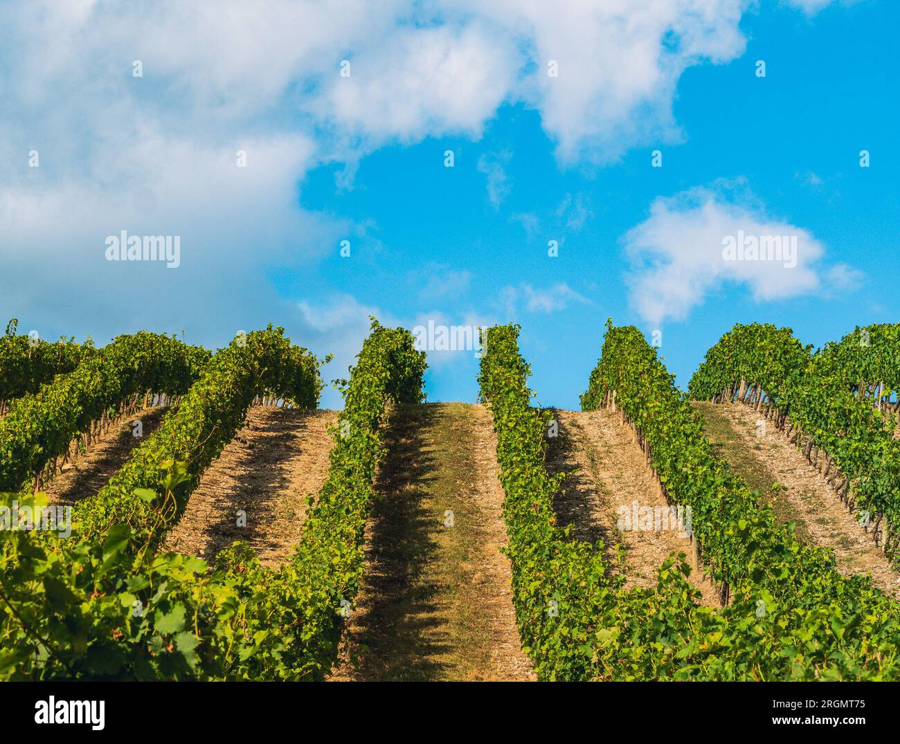 Tidy rows of grapes ripening in the glow of the setting sun and mountainous terrain in southern France. Stock Photo
