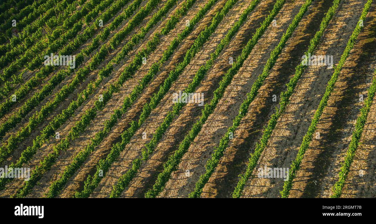 Tidy rows of grapes ripening in the glow of the setting sun and mountainous terrain in southern France. Stock Photo