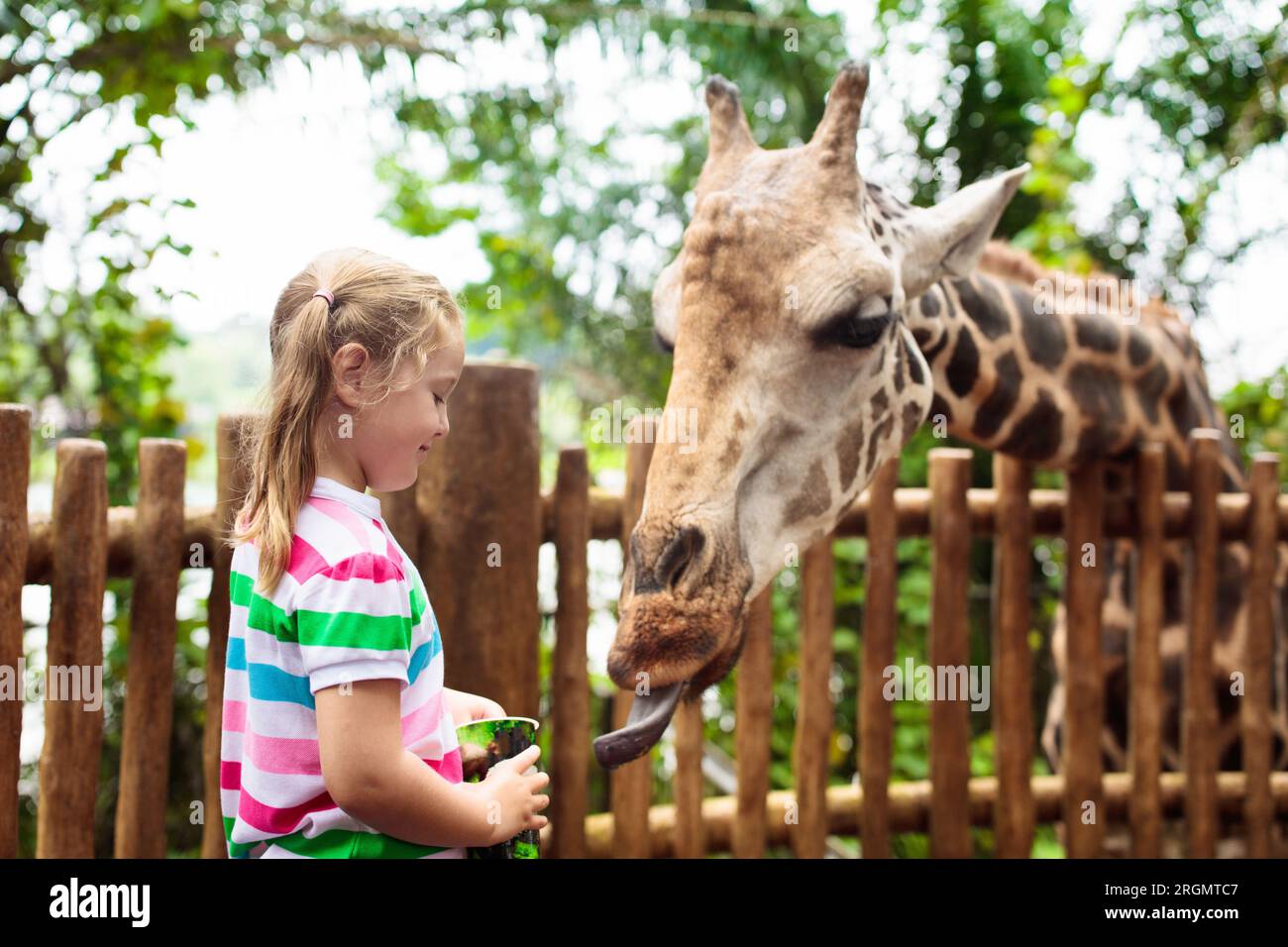 Family feeding giraffe in zoo. Children feed giraffes in tropical