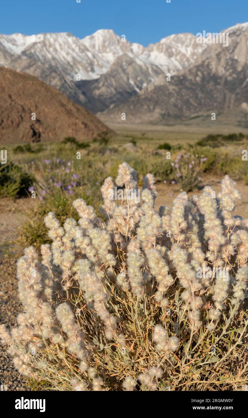 Owens valley wildflowers hi-res stock photography and images - Alamy