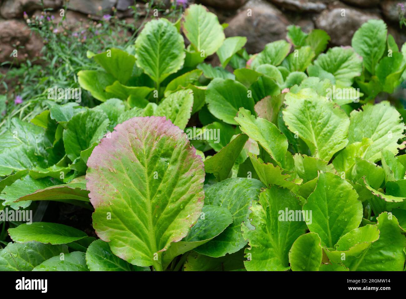 Heartleaf Bergenia (Latin: Bergenia cordifolia) - the plant example whose thick leaves are used in Chinese Medicine to stop bleeding, treat cough, diz Stock Photo
