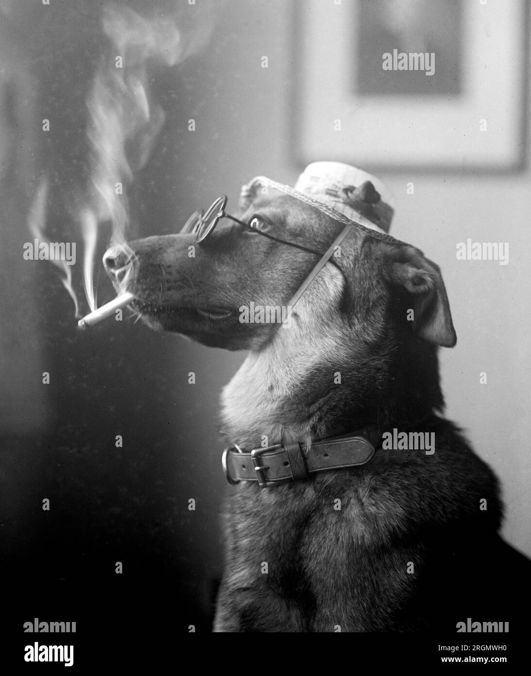 Dog smoking a cigarette hi res stock photography and images Alamy