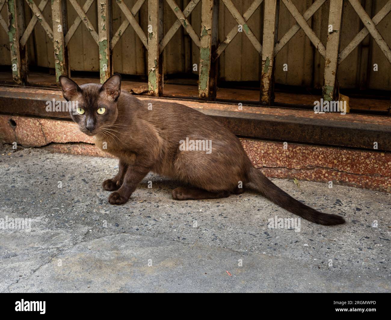 Intense gaze captures attention hi-res stock photography and images - Alamy