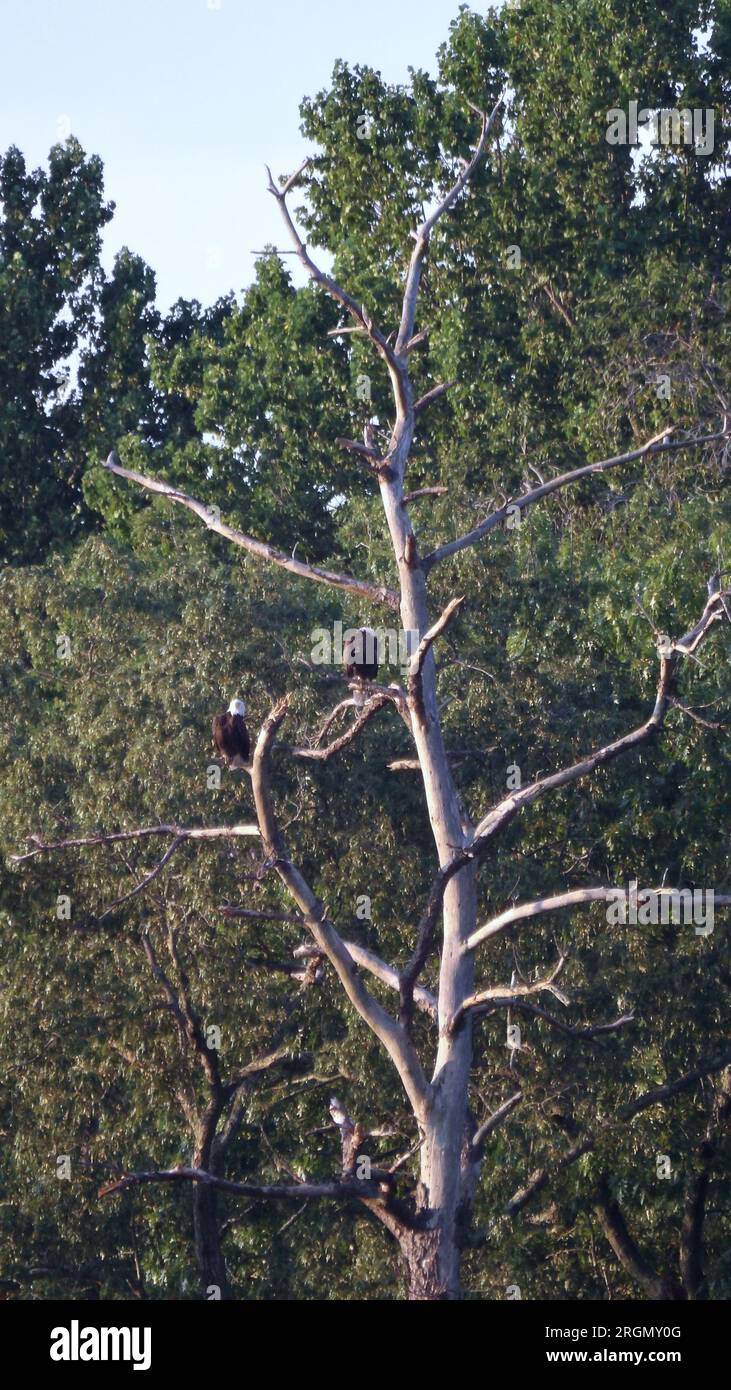 Kodak PIXPRO AZ528 Superzoom Project; Telephoto image of a mating pair of Bald eagles on dead tree overlooking the tidal Upper Machodac Creek, 2023. Stock Photo