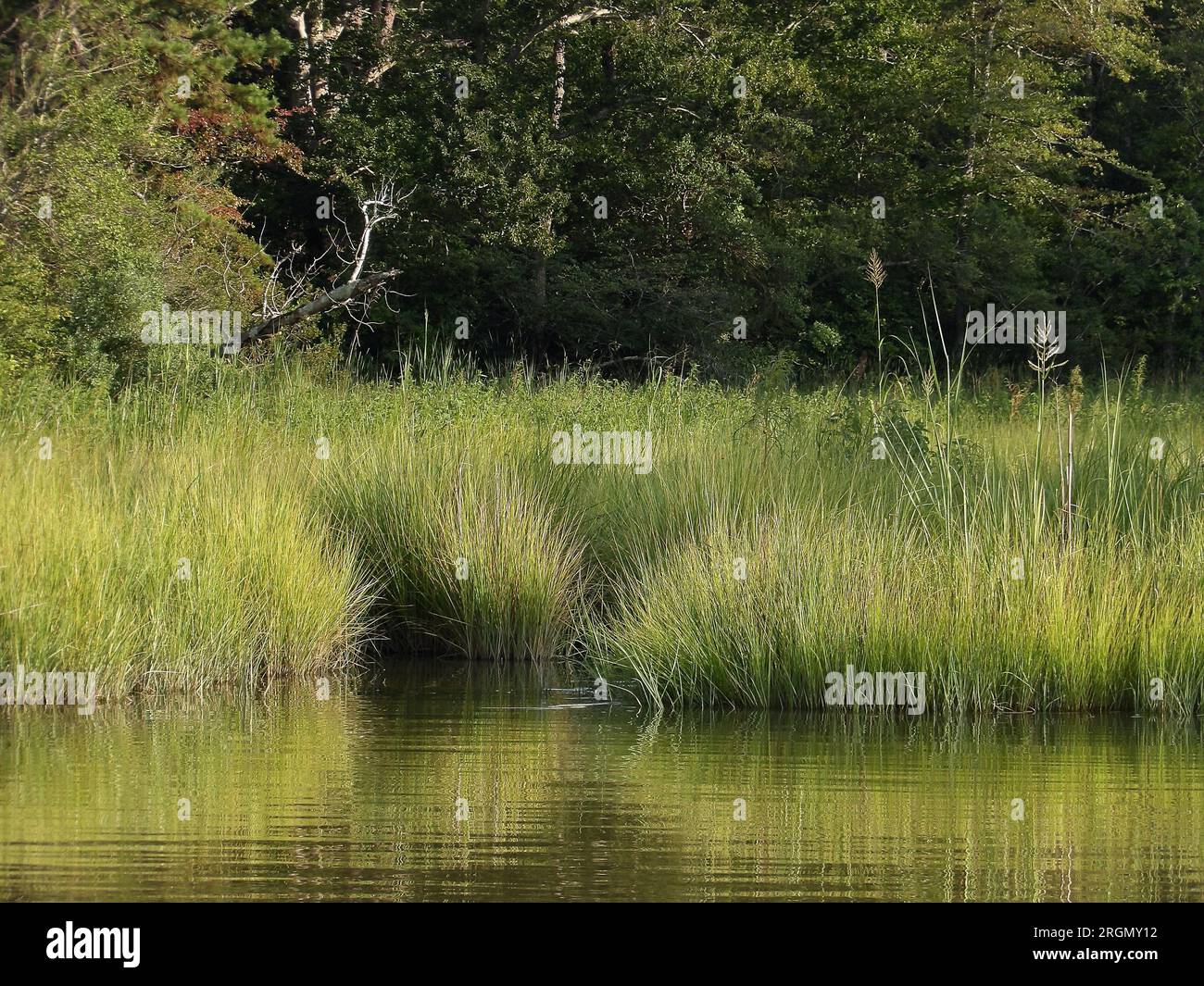 Kodak PIXPRO AZ528 Superzoom Project; Landscape photo of Upper Machodoc Creek marshlands. Sunny summer day 2023. Stock Photo