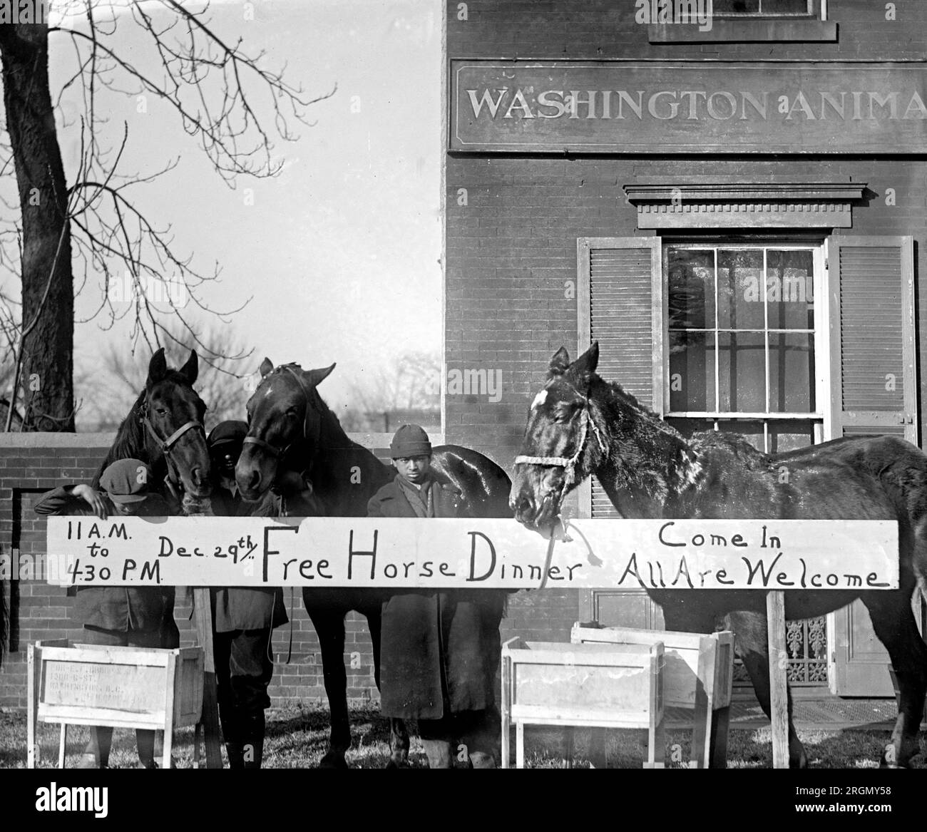 Horse Christmas party ca. 1923 Stock Photo