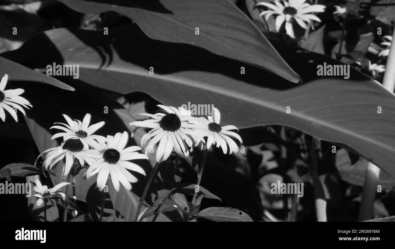 Kodak PIXPRO AZ528 Superzoom Project; Garden photo of sunflower with