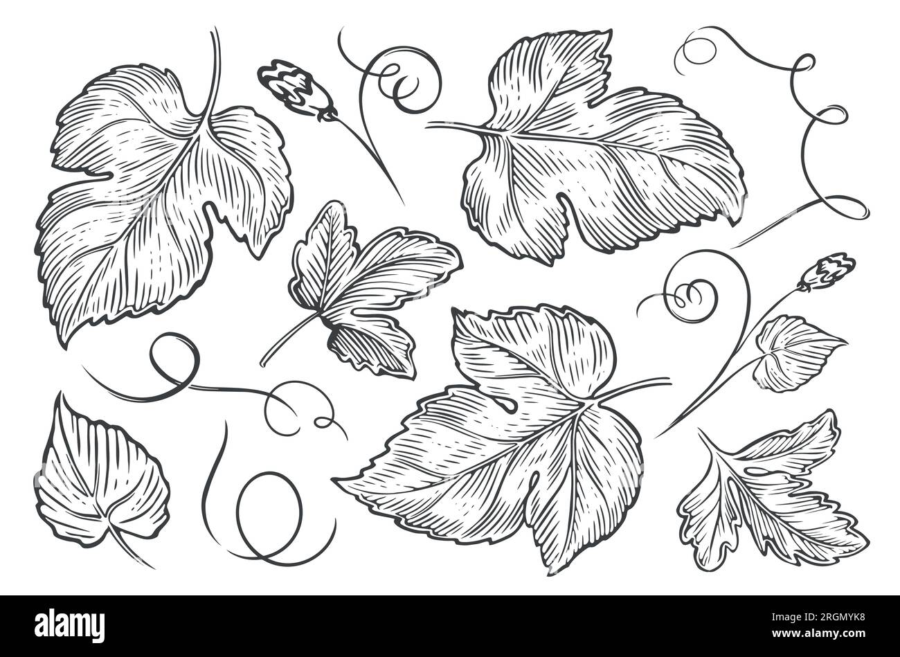 Plant leaves, flowers and tendrils set. Nature concept. Sketch vintage vector illustration Stock Vector