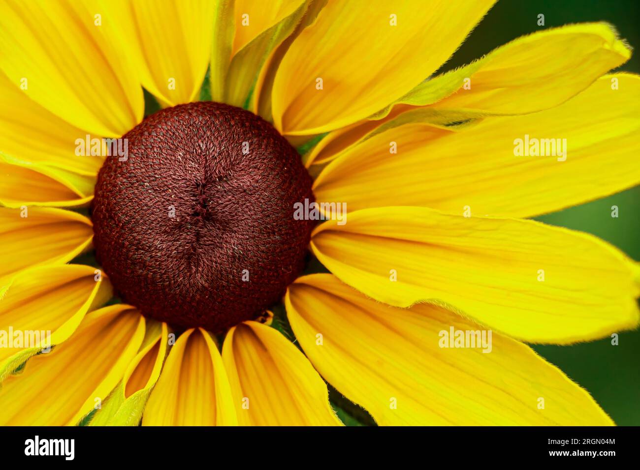 Yellow flower rudbeckia goldsturm close-up. Growing medicinal plants in garden. Summer natural background. Stock Photo