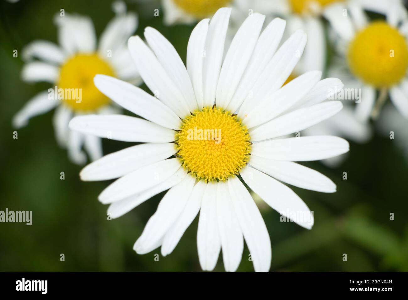 Chamomile flowers close-up. White petals of daisy flower. Summer natural background. Stock Photo