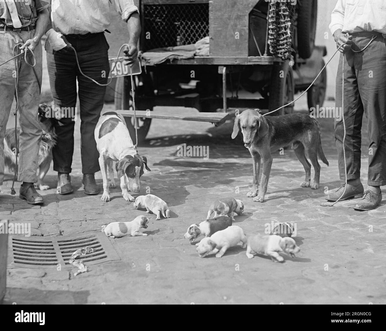 Dog catchers with dogs and puppies outside of their truck ca. 1924