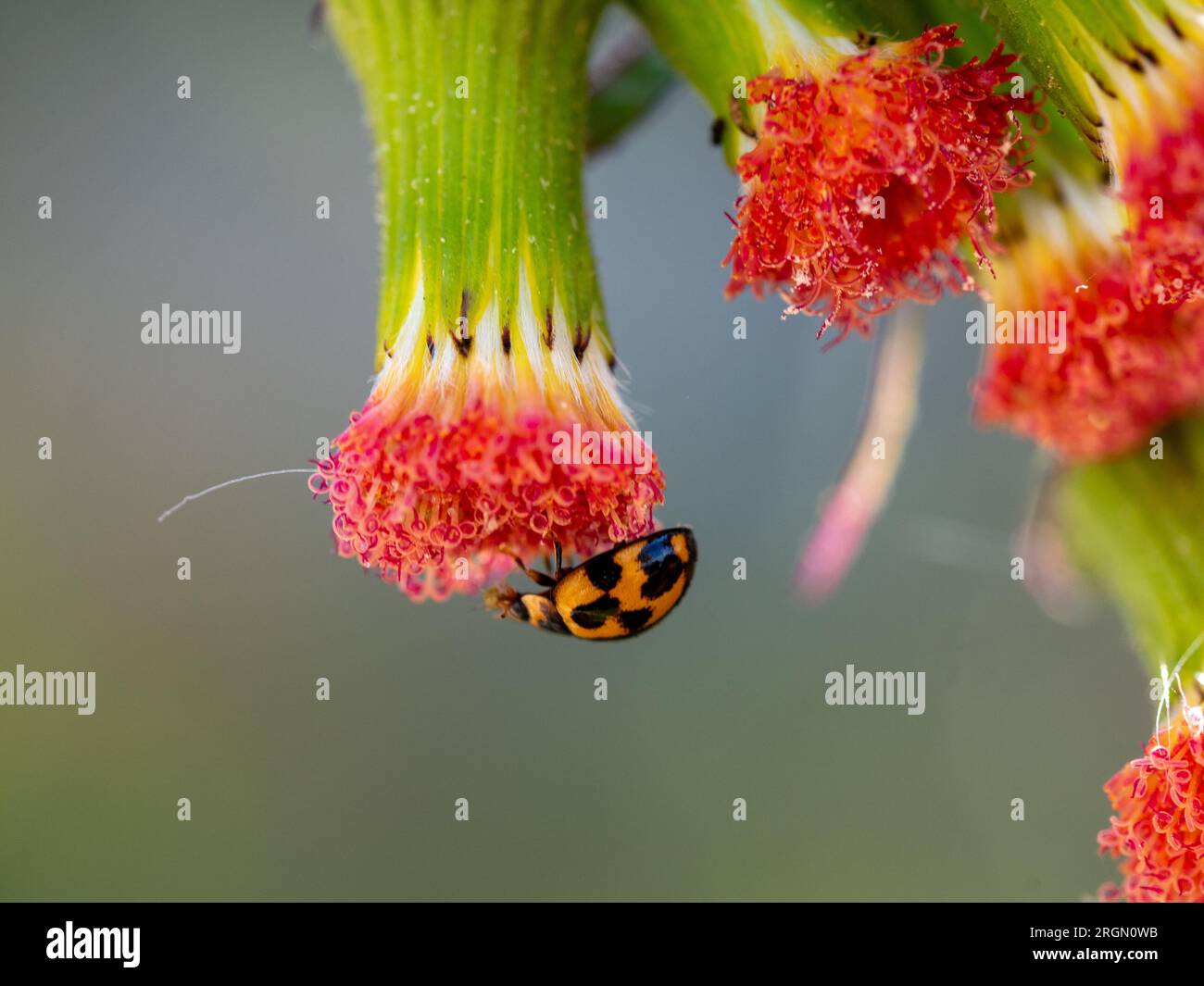 Lady Beetle upside down on a pretty red weed flower Stock Photo