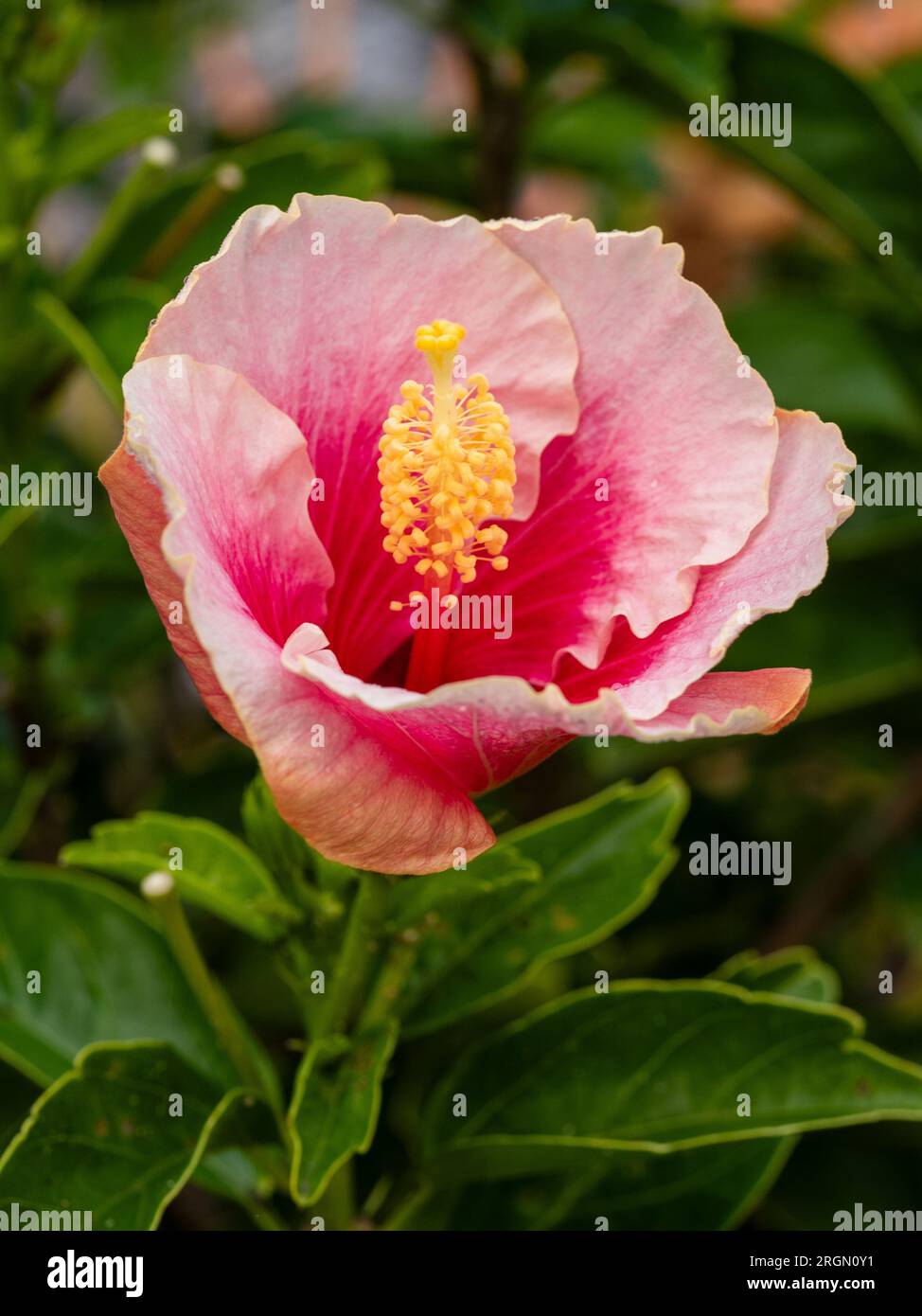 Hibiscus flower opening with large petals in two shades of pink, with frilly edges and yellow stamens Stock Photo
