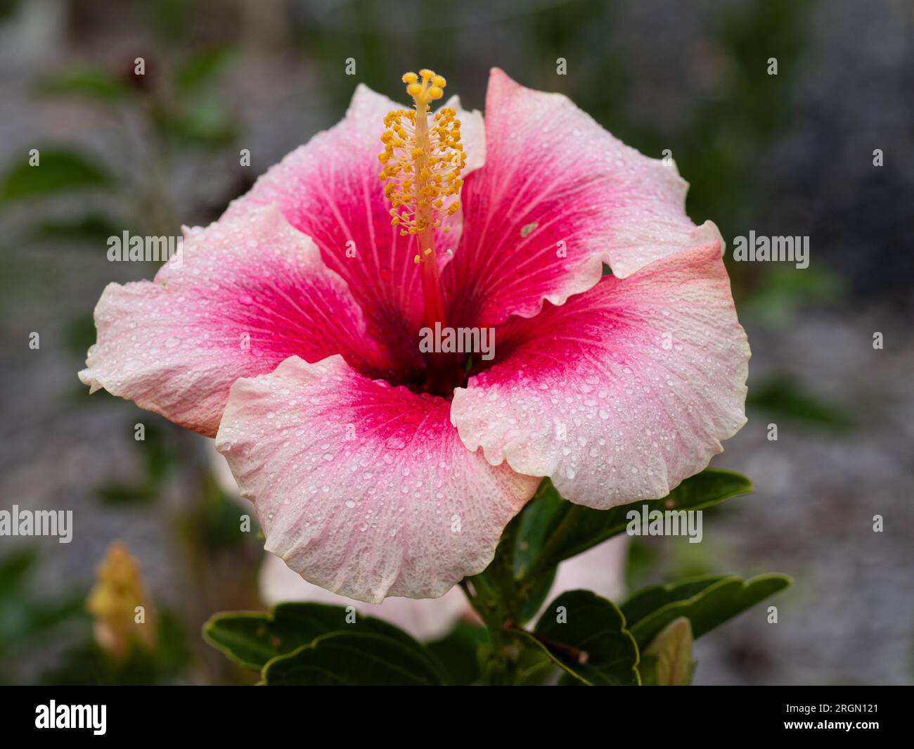 Hibiscus flower with large petals in two shades of pink, with frilly edges and yellow stamens Stock Photo