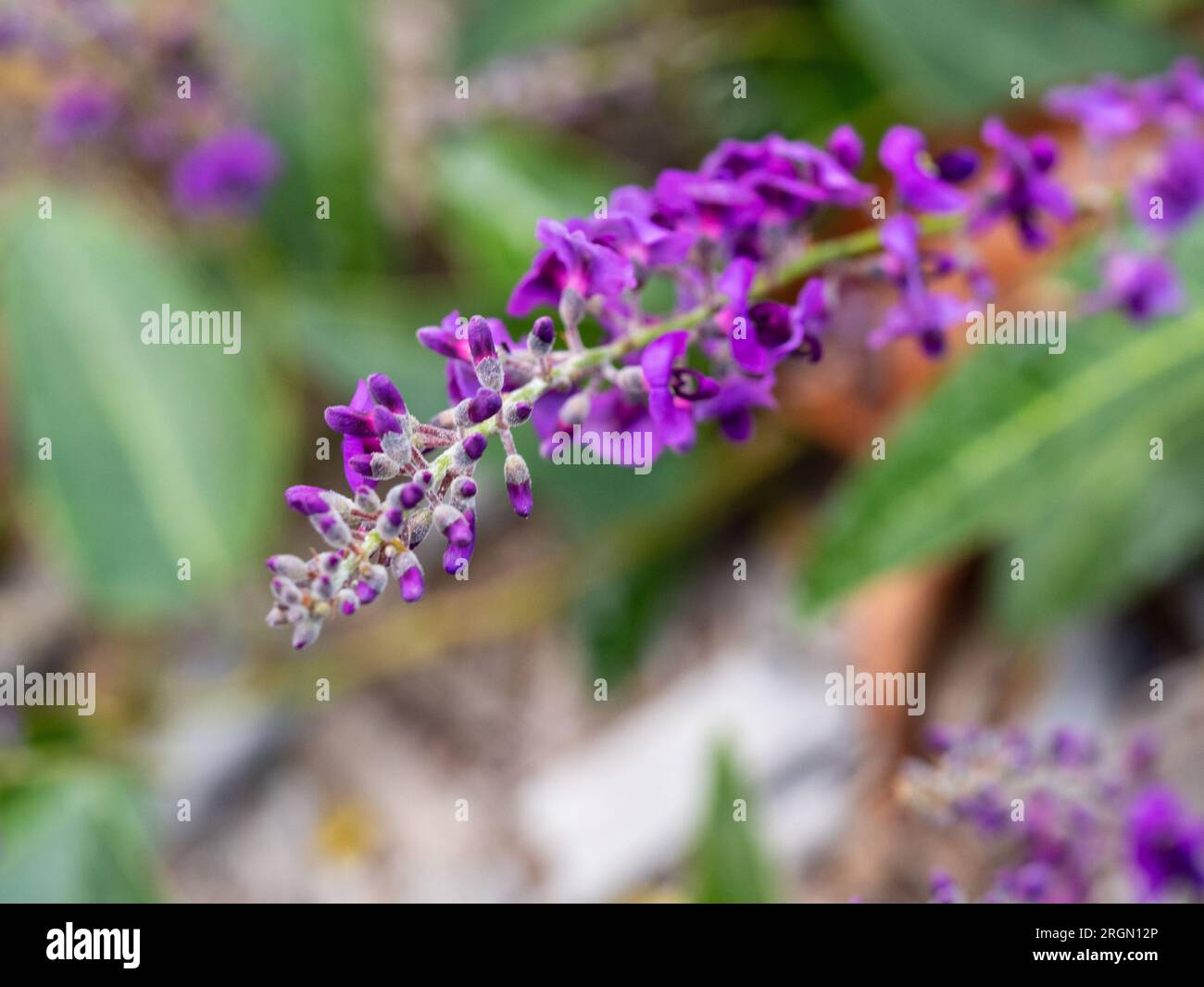 Purple flowers of the Hardenbergia aka Happy wanderer, an Australian