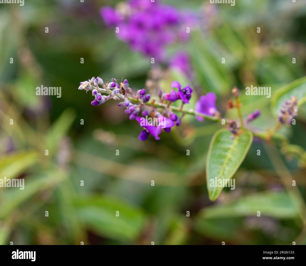 Purple flowers of the Hardenbergia aka Happy wanderer, an Australian