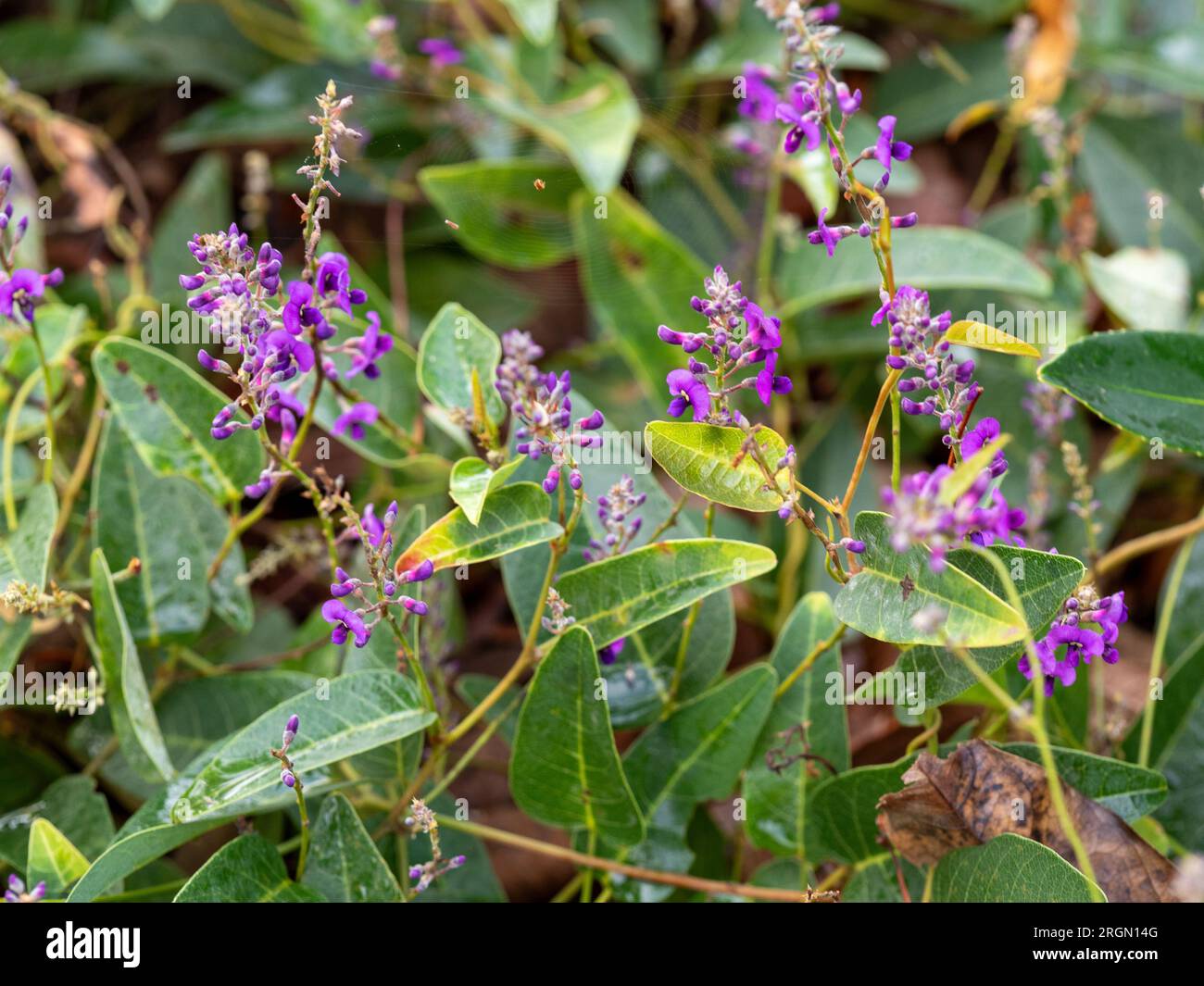 Purple flowers of the Hardenbergia aka Happy wanderer, an Australian