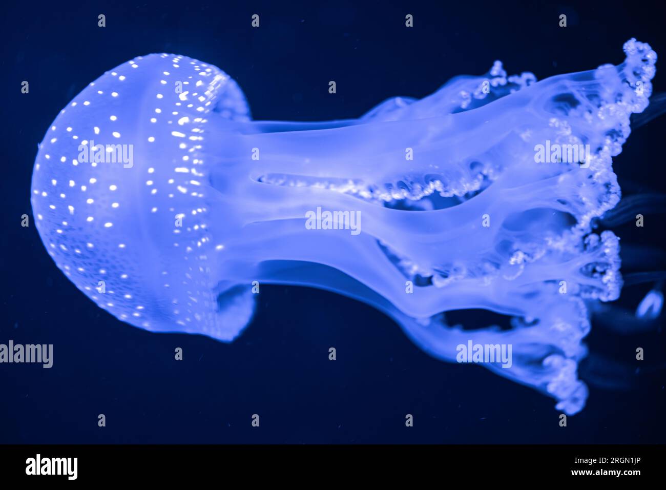 Australian Spotted Jellyfish (Phyllorhiza punctata Stock Photo Alamy