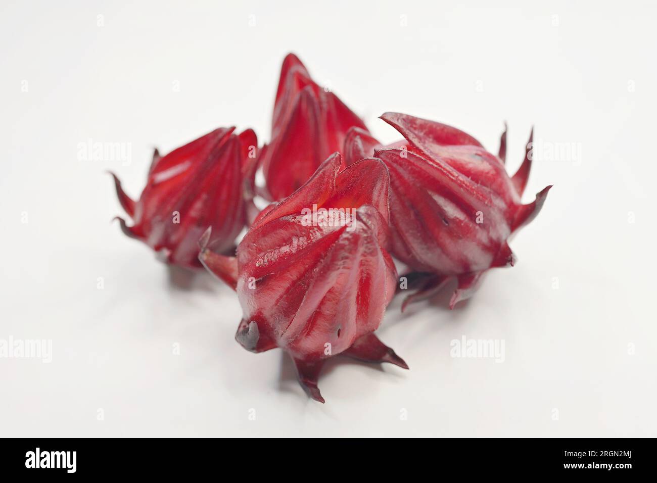 Roselle (H. sabdariffa) is a species of Hibiscus native to Africa. It is used for the production of bast fibre, while the red calyces can be infused i Stock Photo