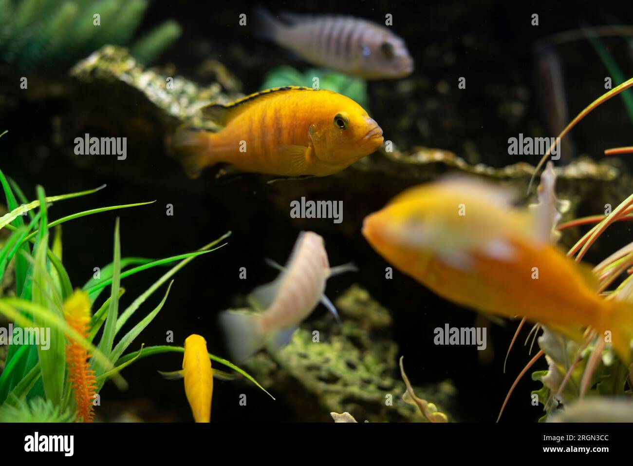 Fish swim at bottom of aquarium. Underwater world. Fish through glass