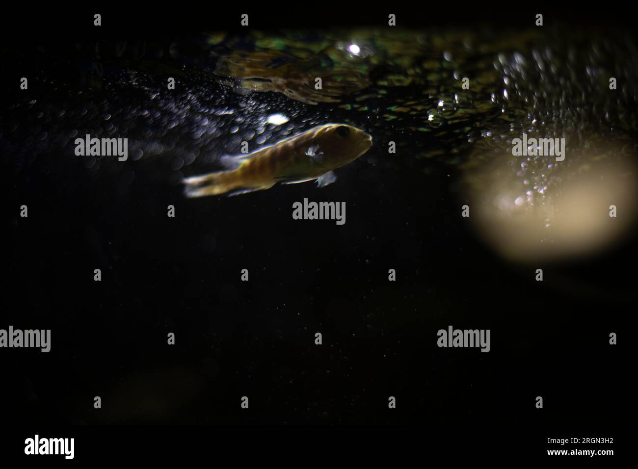 Fish in aquarium breathe air. Fish went up. Air bubbles in aquarium