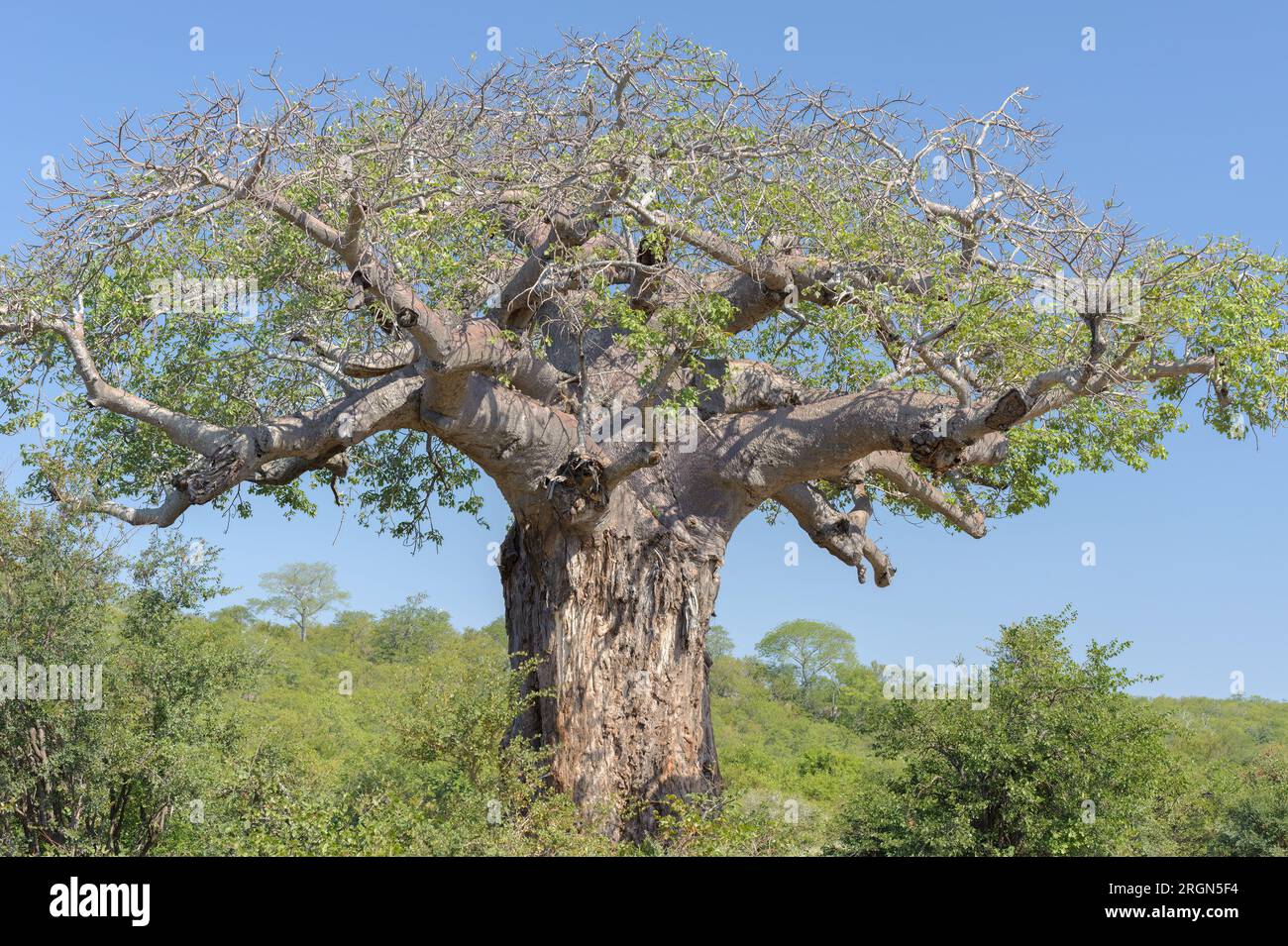 Baobab tree in Kruger National Park, South Africa Stock Photo