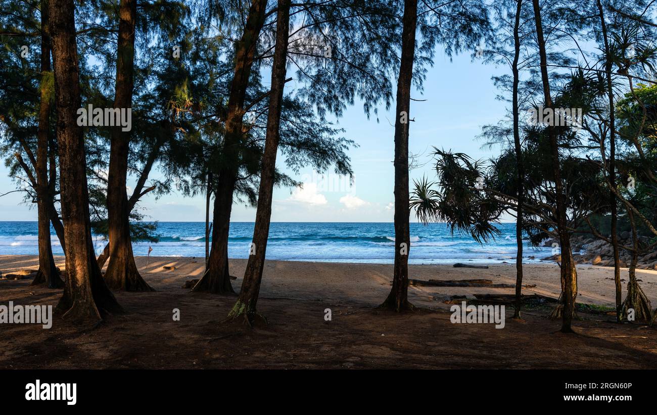 Calm place with pine trees around of Nai Thon beach, Phuket, Thailand. Stock Photo