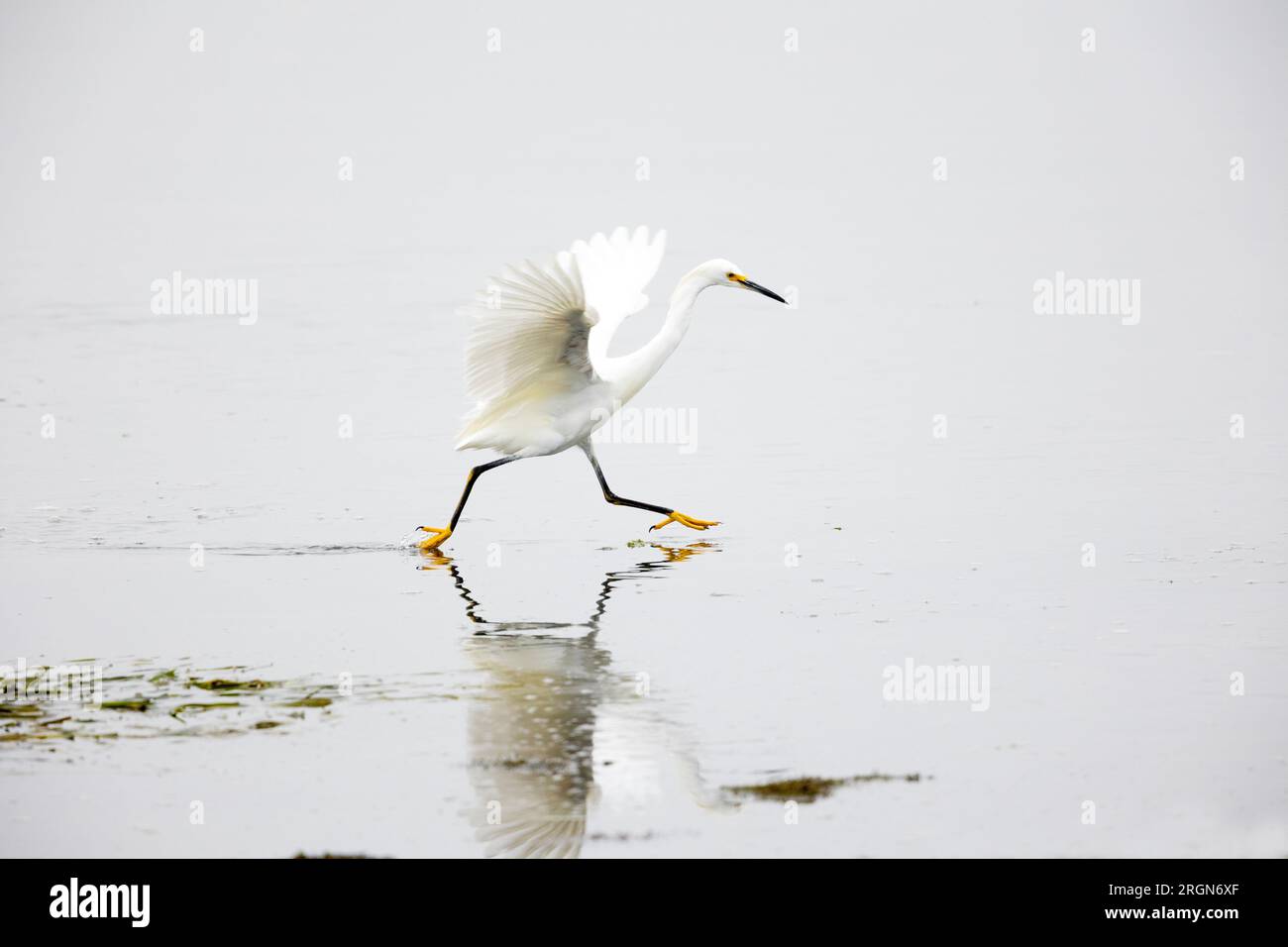 Snowy Egret Actively Running Hunting in Water Stock Photo