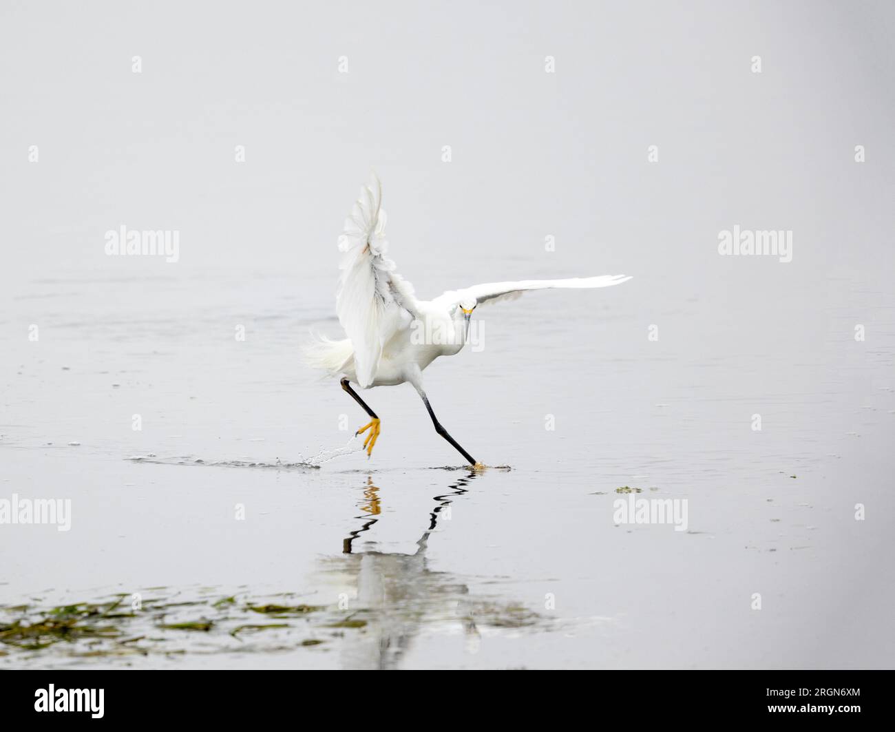 Snowy Egret Actively Running Hunting in Water Stock Photo