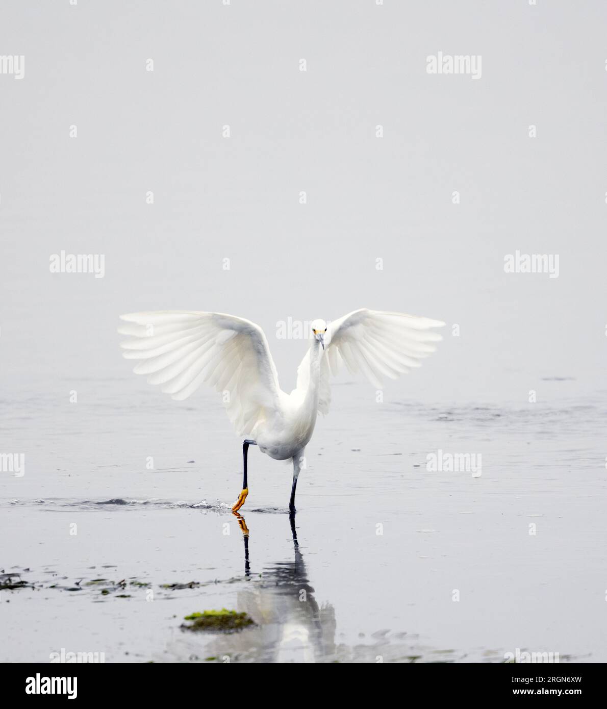 Snowy Egret Actively Hunting Stock Photo