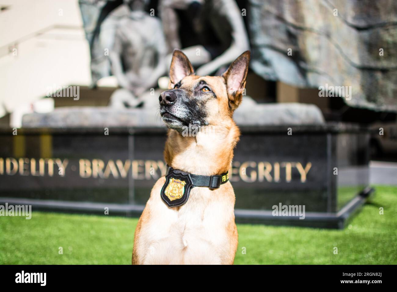 Reportage: Operational Canines (K9 Dogs) Of The FBI (March 2016) - FBI ...