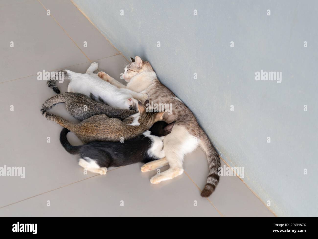 Mother cat nursing and feeding baby kittens at home. Stock Photo
