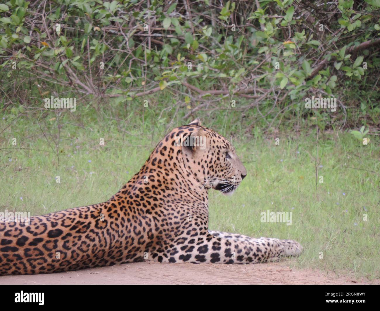 Sri Lankan leopards in the Wild, Visit Sri Lanka Stock Photo - Alamy