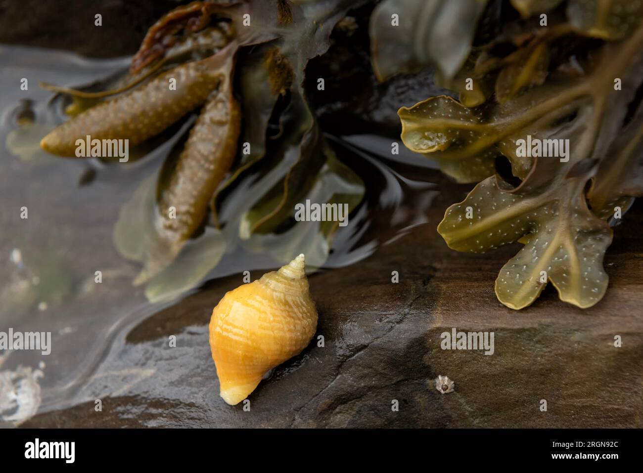 Yellow dog whelk with spiral wrack in the background Stock Photo