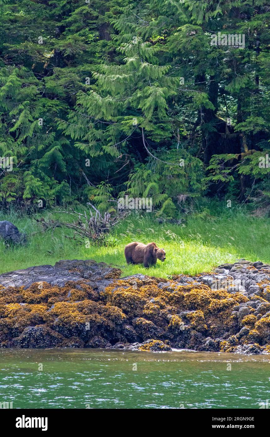 Grizzly bear in Misty Fjords National Monument Stock Photo