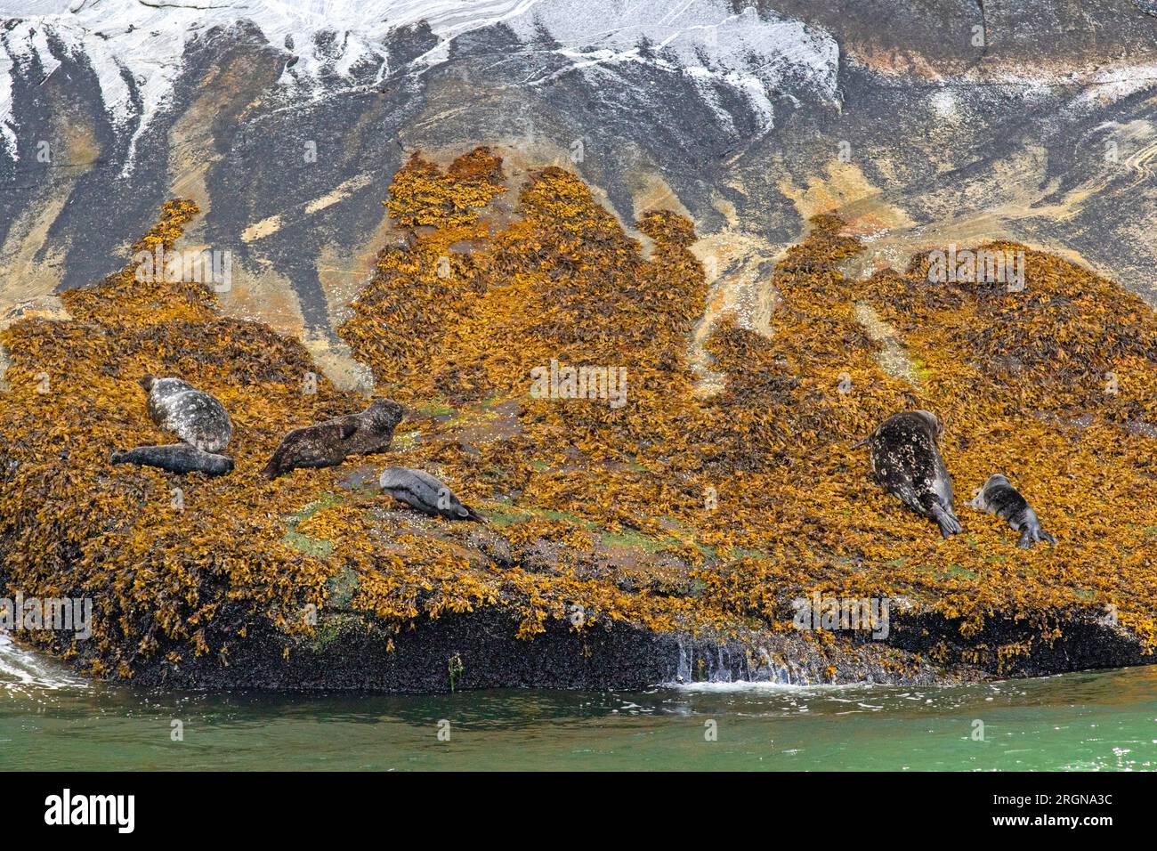 Harbour seals in Rudyerd Bay, Misty Fjords National Monument Stock Photo