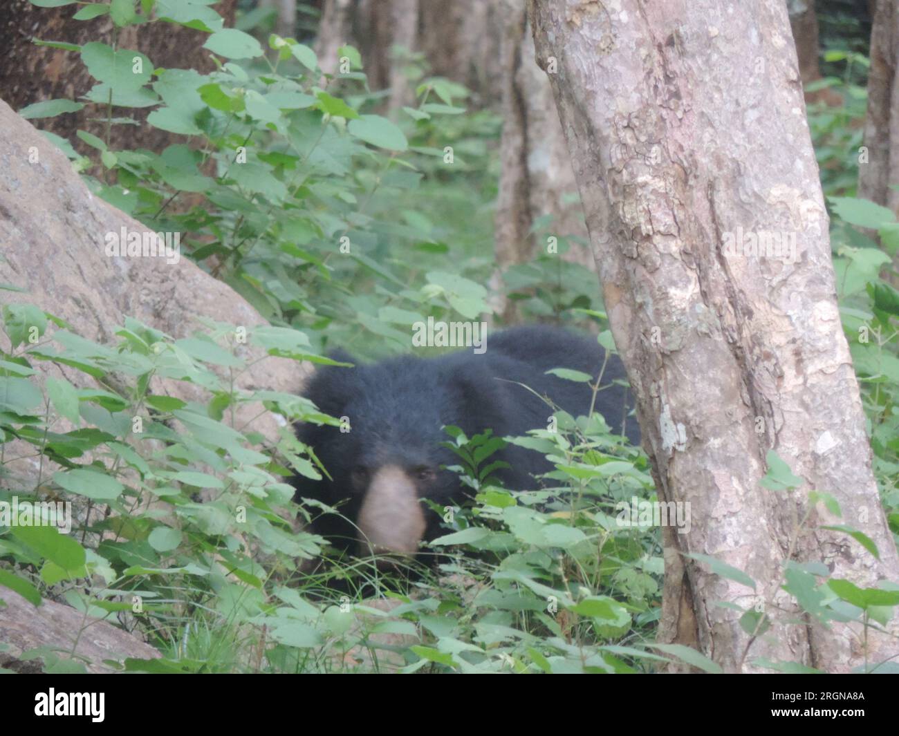 Sri Lankan Sloth Bear in the Wild, Visit Sri Lanka Stock Photo - Alamy