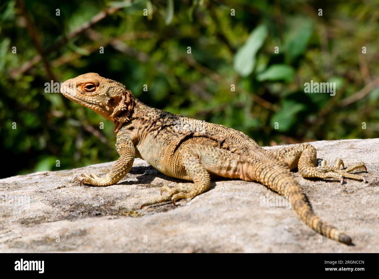 The Caucasian agama (Paralaudakia caucasia) is a species of agamid lizard found in Caucasus. Stock Photo