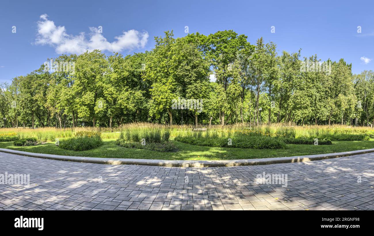 Tree green foliage on sunny hi-res stock photography and images - Alamy