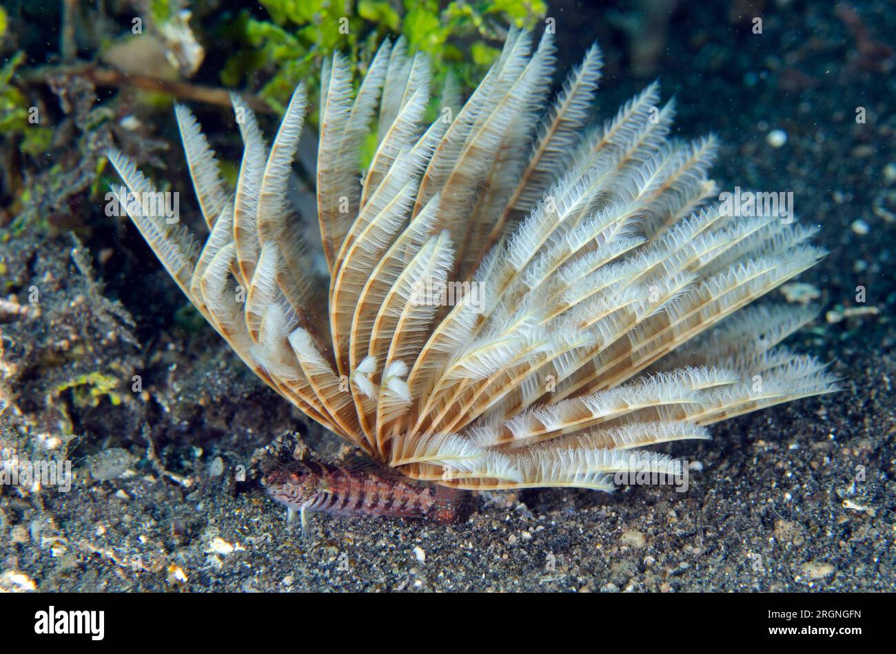 Blackfin Sandperch, Parapercis snyderi, perched under eathery Duster Worm, Sabellastarte sp., Aer Perang dive site, Lembeh Straits, Sulawesi, Indonesi Stock Photo