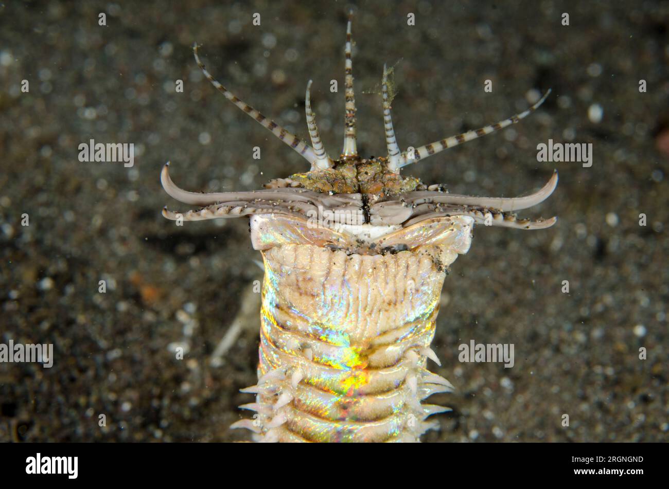 Bobbit Worm Eunice Aphroditois With Jaws Open Outside Of Hole Bobbit Worm Eunice Aphroditois With Jaws Open Outside Of Hole